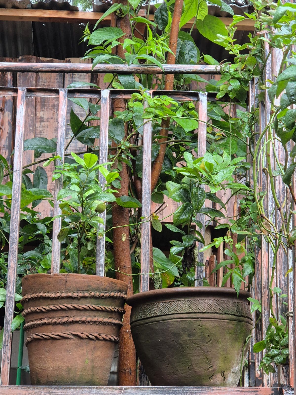 Plants on the terrace