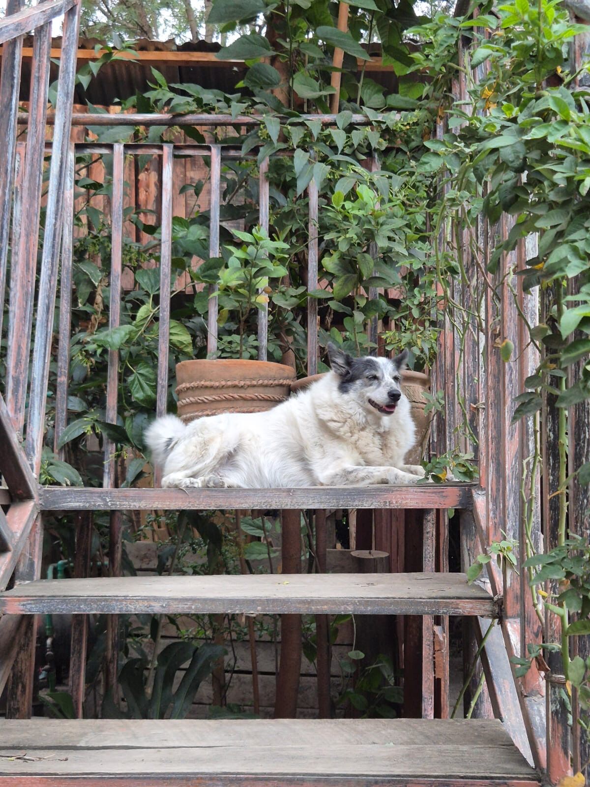 A dog resting on a wooden bench in the garden